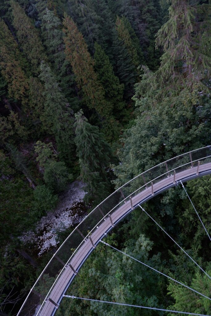 a bridge in the middle of a forest